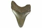 Juvenile Megalodon Tooth - Georgia #158760-1